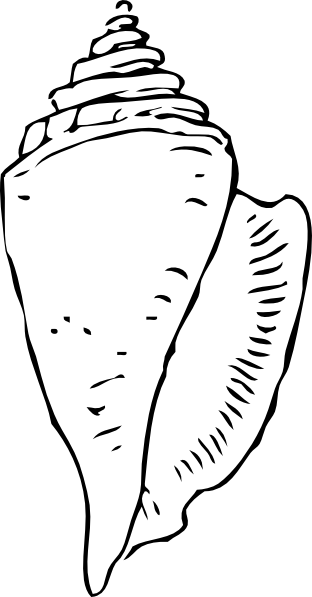 Turtle Shell Drawing