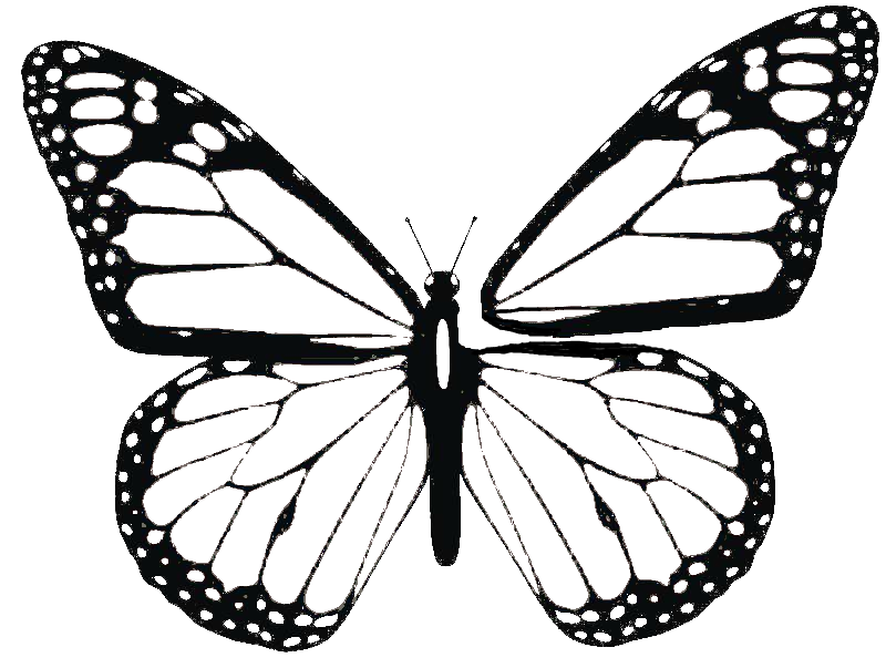 Butterfly [Archive] - North Carolina Woodworker