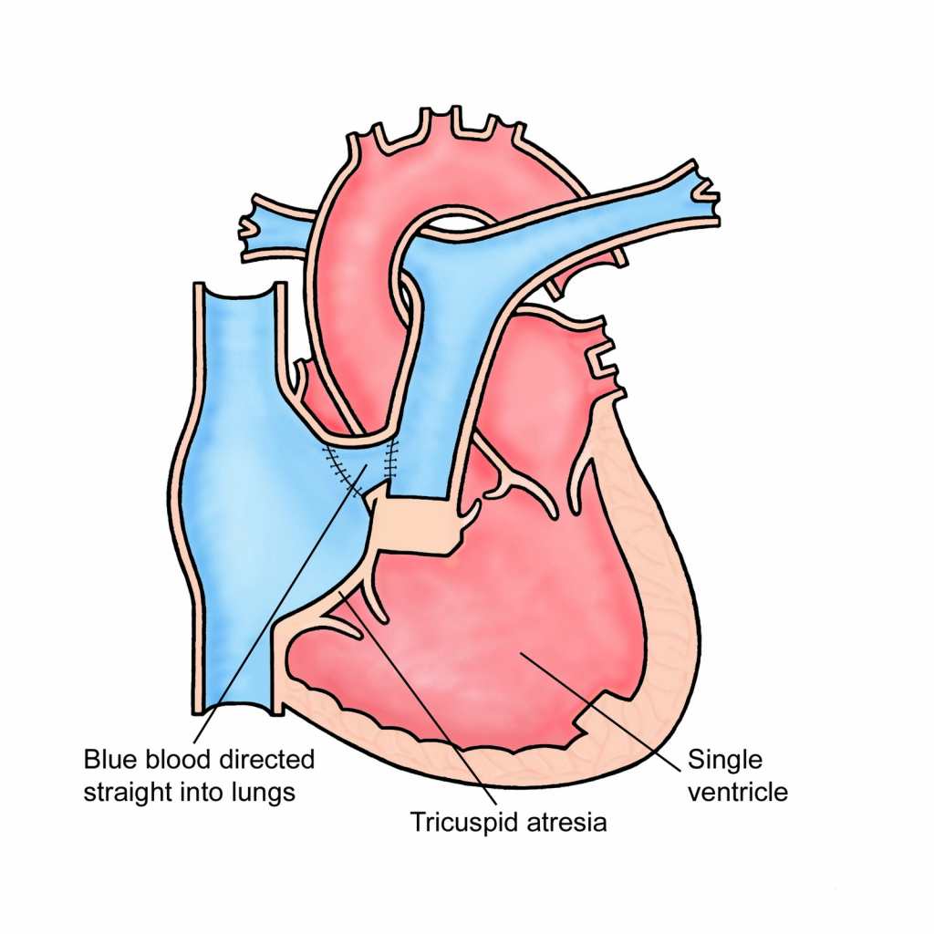 Diagram Of A Flower Without Labels - Human Body Diagram