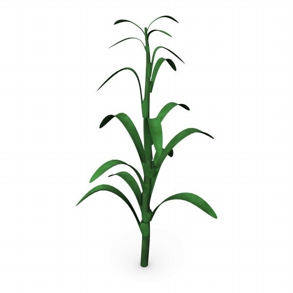 Corn Stalk Clipart