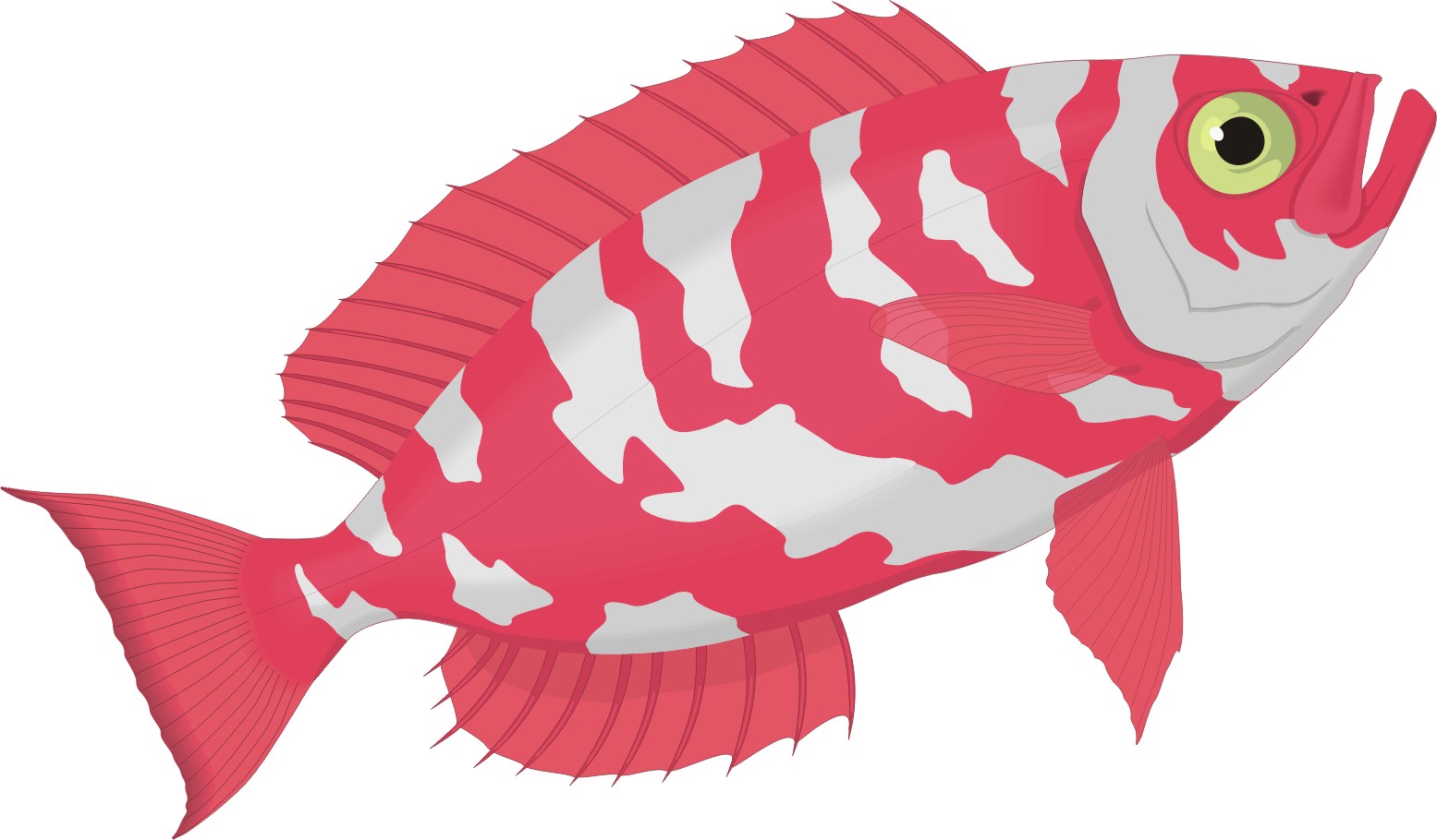 CARTOON FISH 