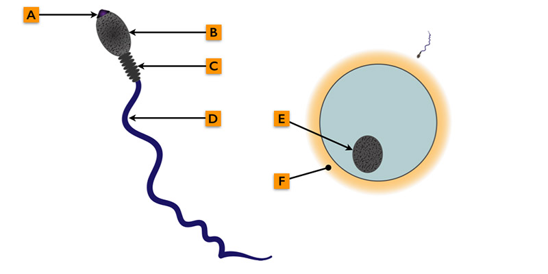 Sperm Diagram Labeled Related Keywords & Suggestions - Sperm ...