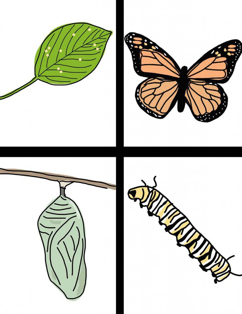 Clipart butterfly life cycle