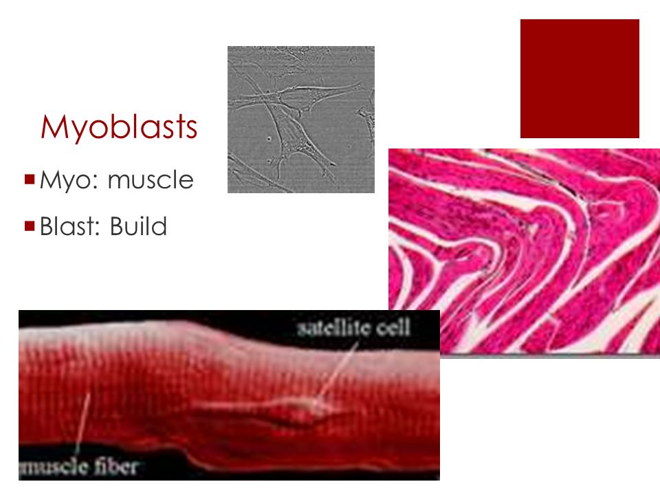 Skeletal Muscle Unit Chapter 6. Functions of skeletal muscles ...