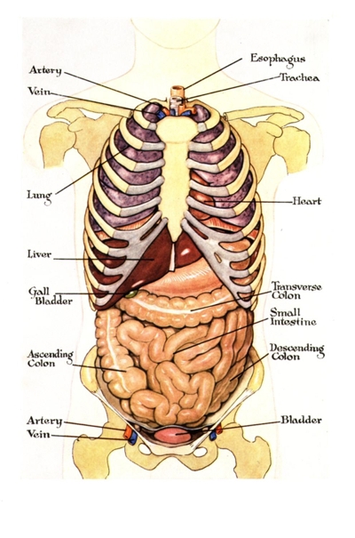 Picture Of Body Organs Diagram - AoF.com
