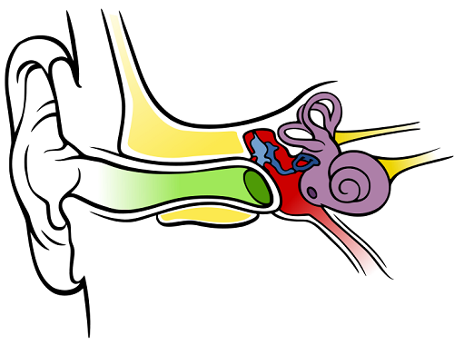 Ear Diagram Clip Art