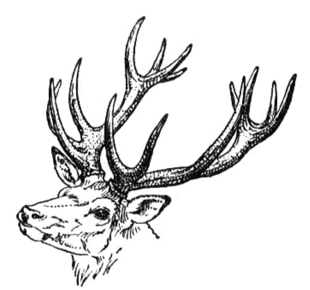 Deer Photos From The Fans