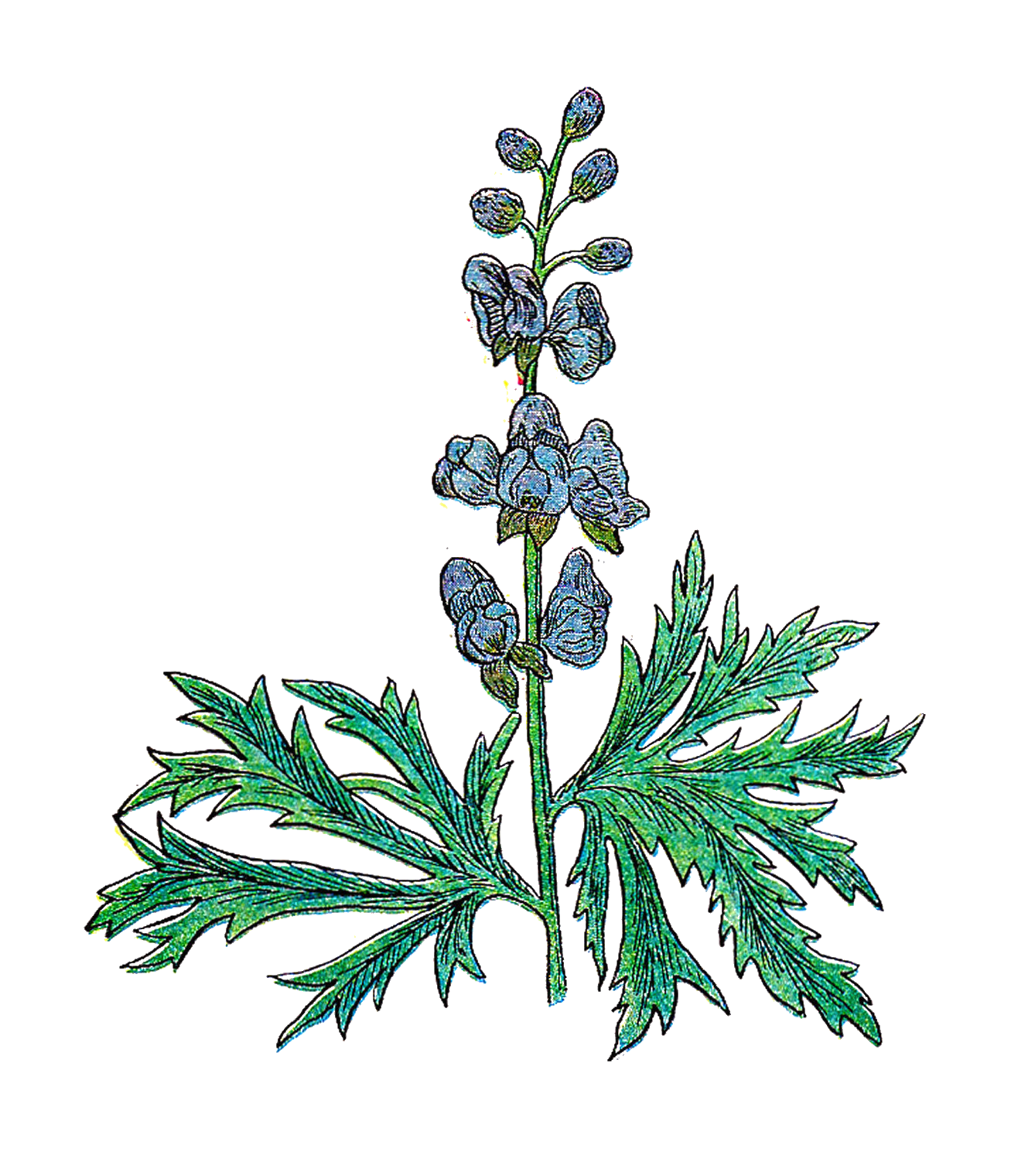 Antique Images: Free Botanical Clip Art: Vintage Illustration of ...