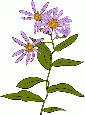 flowers for flower lovers.: Flowers clip arts.