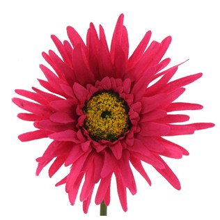 Hot Pink Gerbera Daisy | Shop Hobby Lobby