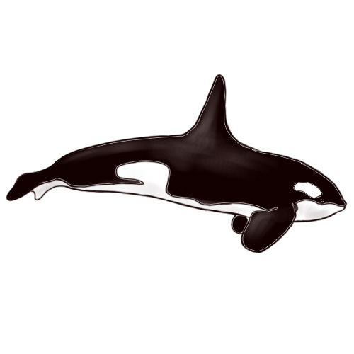 How to Draw a Killer Whale: 7 Steps (with Pictures) - wikiHow