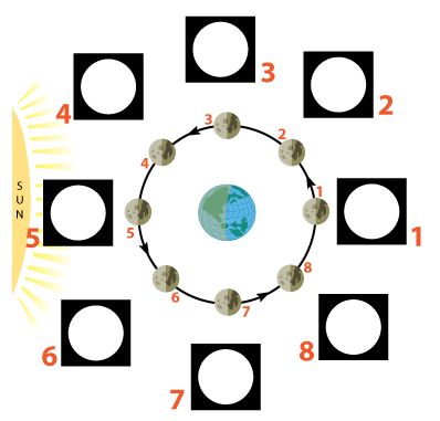 Blank Moon Phases - ClipArt Best