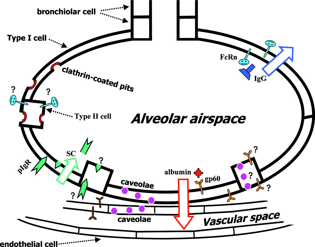 Protein transport across the lung epithelial barrier | Lung ...