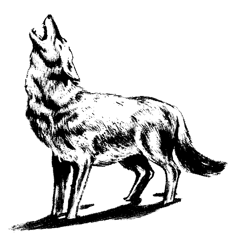 Images: Wolf Howling At Full Moon Drawing
