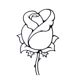 How to Draw A Simple Rosebud Step by Step | My Nature Book