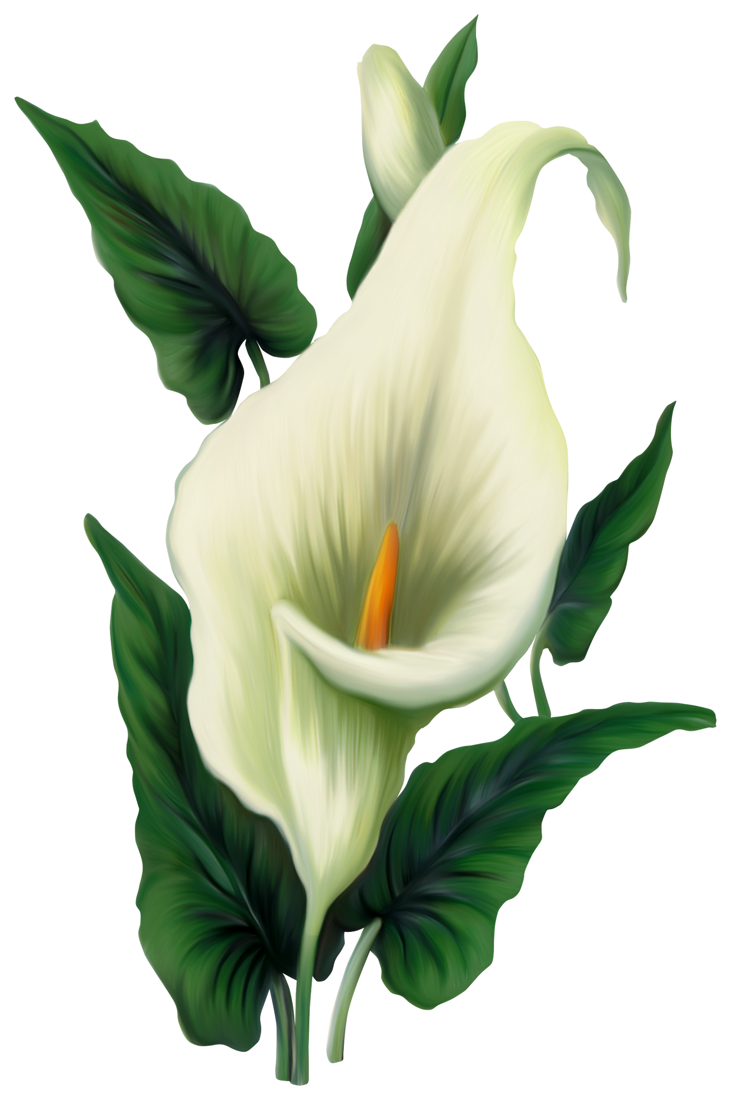 Calla Lily Pics | Free Download Clip Art | Free Clip Art | on ...