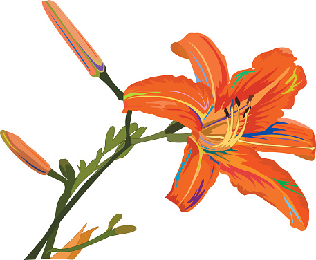 Tiger Lily Clipart