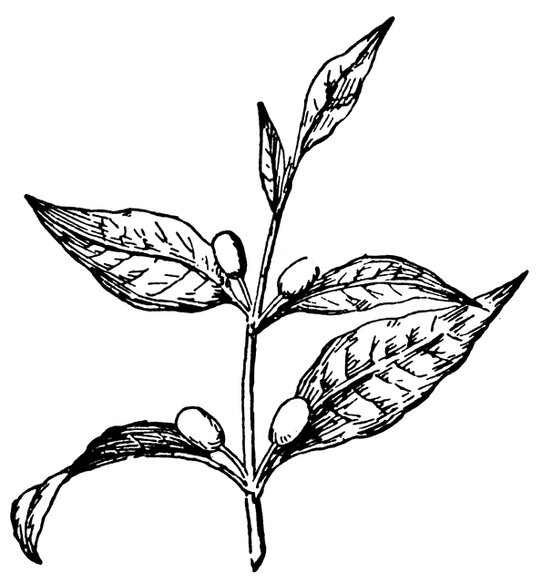 Coffee | ClipArt ETC