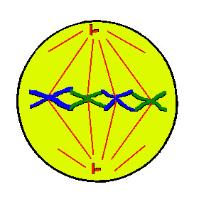 Cell Division