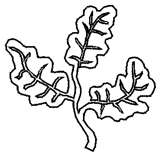 Oak Leaf Photo