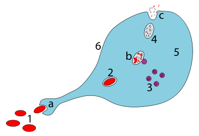 Macrophage - Wikipedia