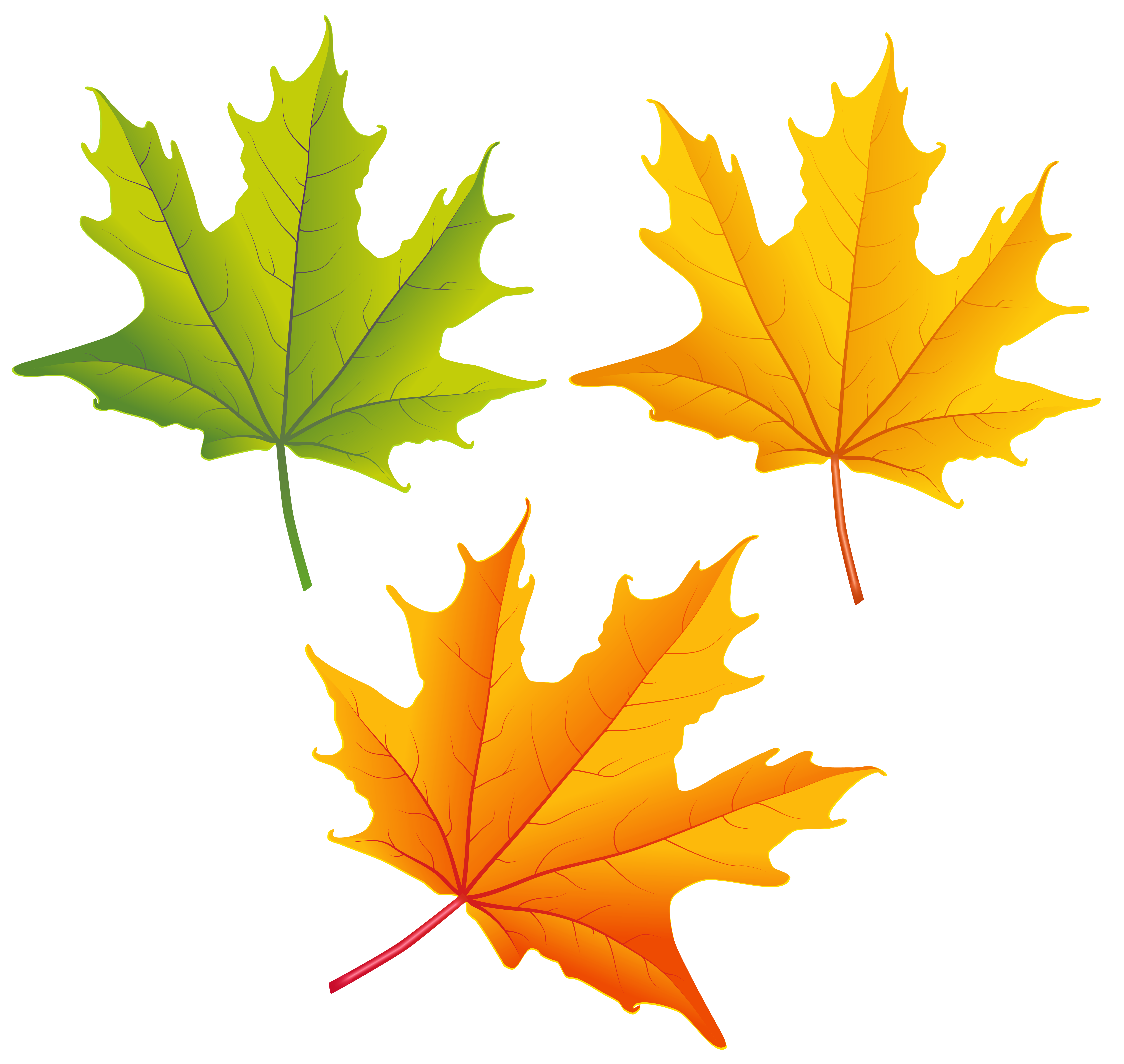 Set of Autumn Leaves PNG Clipart Image