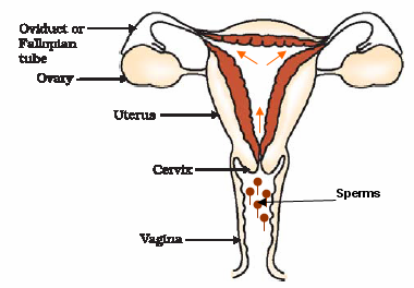 Male Reproductive System Diagram Labeled - ClipArt Best