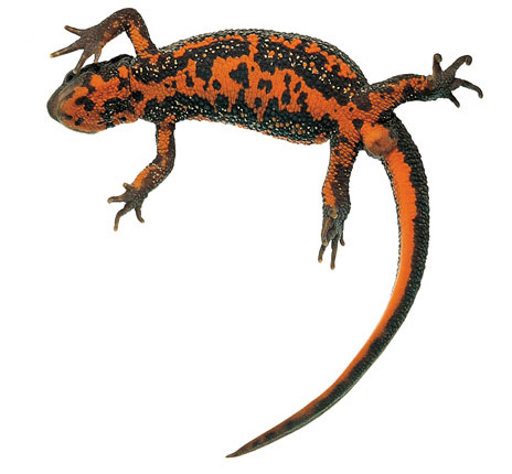 Newt clipart