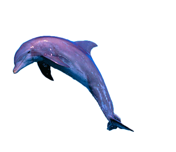 Dolphin