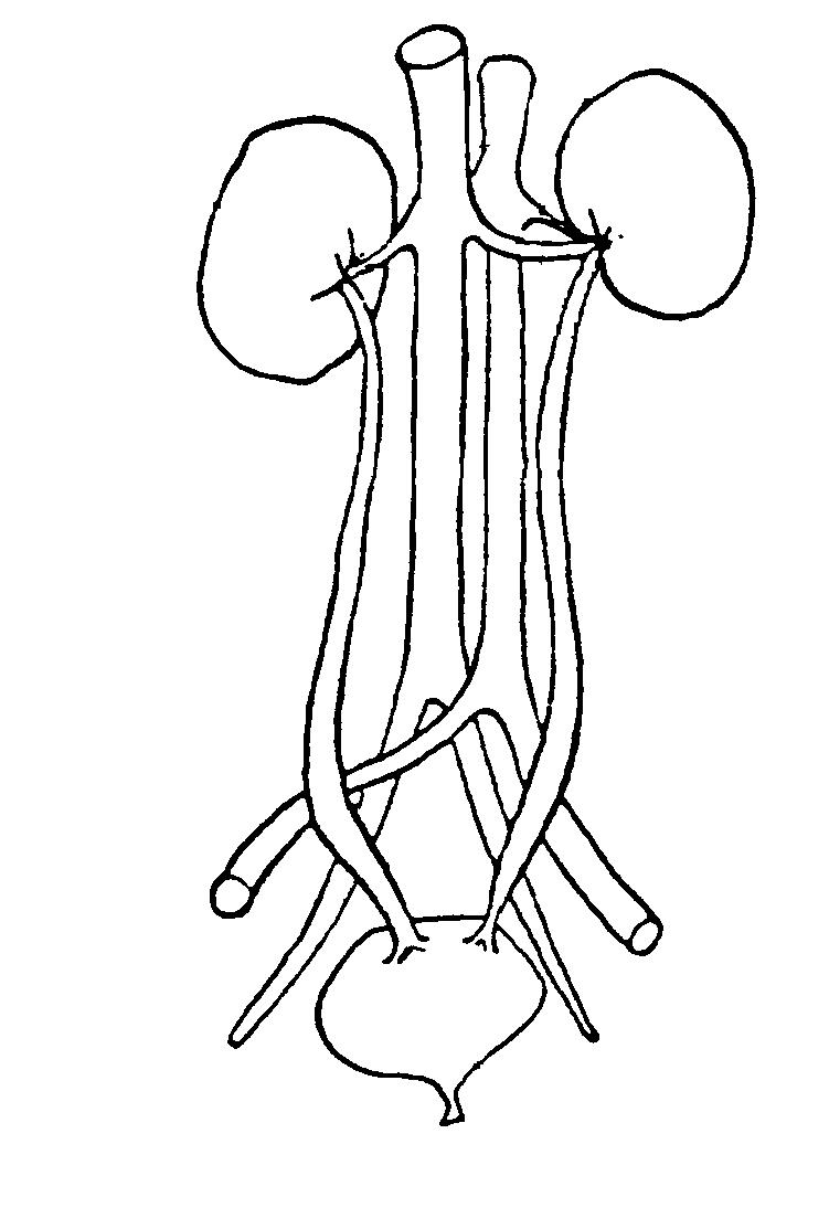 Urinary system clipart