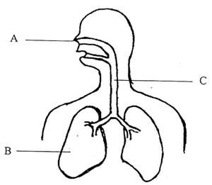 Respiratory System Clipart