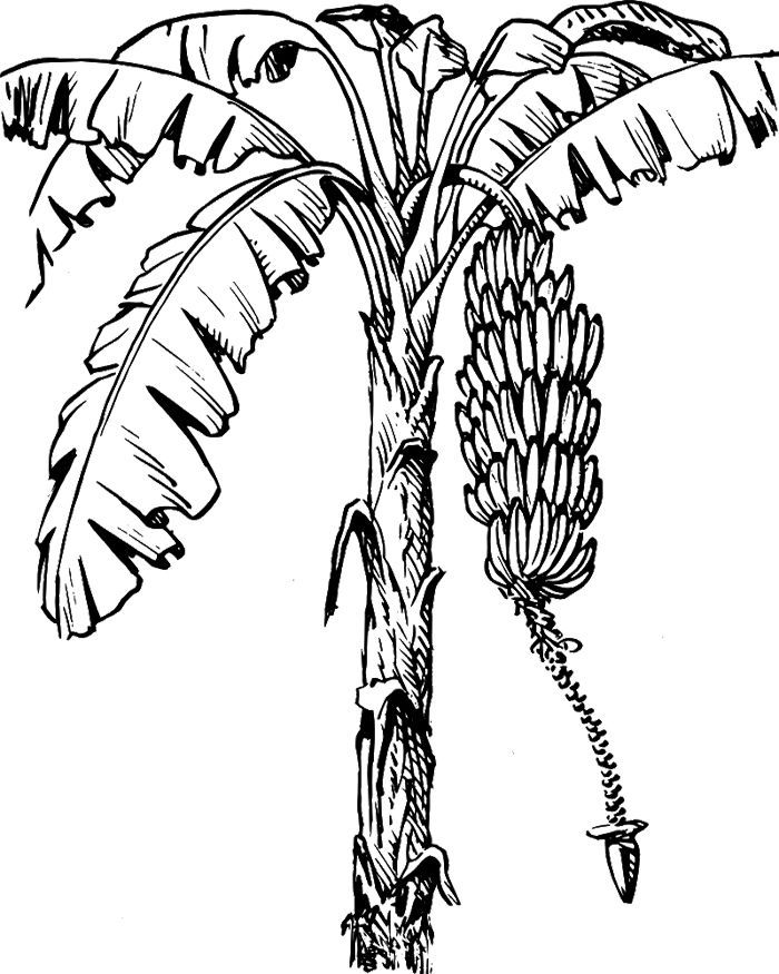 Kapok Tree Coloring Page - AZ Coloring Pages