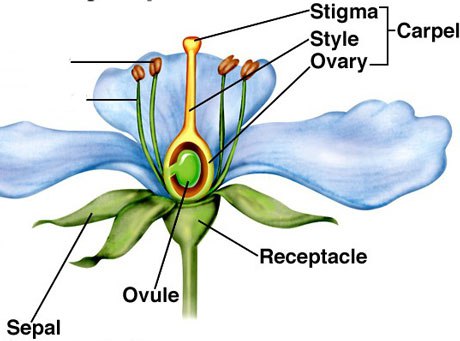 Male and female reproductive organs of a flower | NATURAL SCIENCE #2