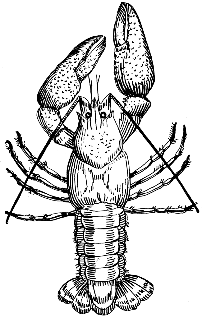 Crawfish Art - ClipArt Best