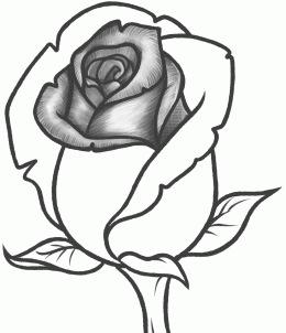 How to Sketch a Rose - Snapguide