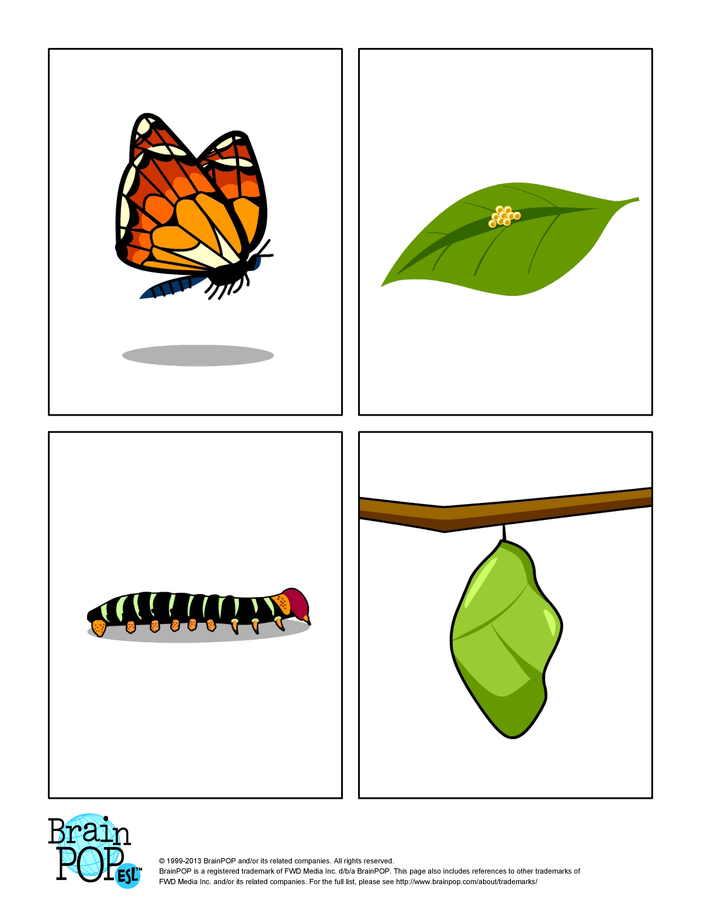 Clipart butterfly life cycle