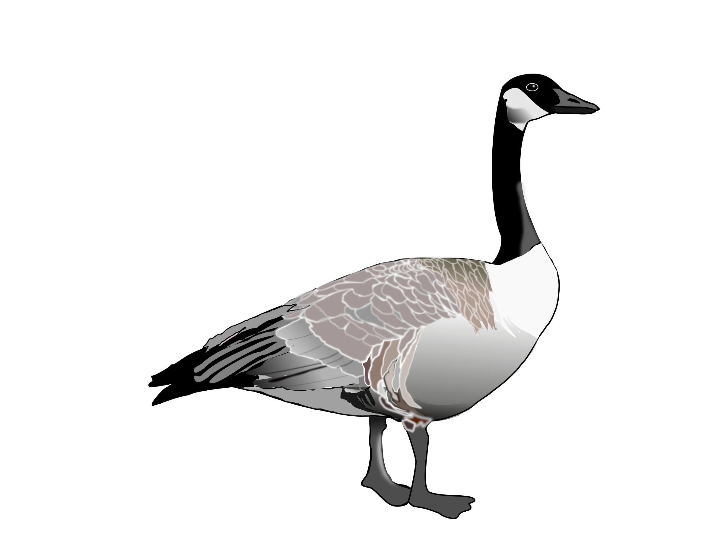 Clipart Goose | Images Guru
