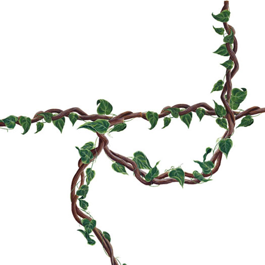 jungle vines Gallery