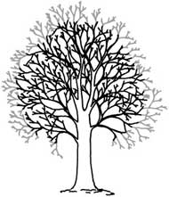 Tree Services