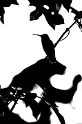 Hummingbird Silhouette Framed Prints, Hummingbird Silhouette ...