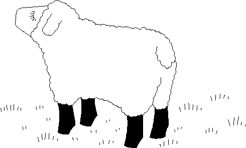 Animal Coloring Pages