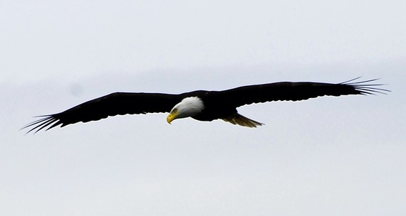 Bald Eagle soaring11x22 photographBig Beef Creek by aamagerscole