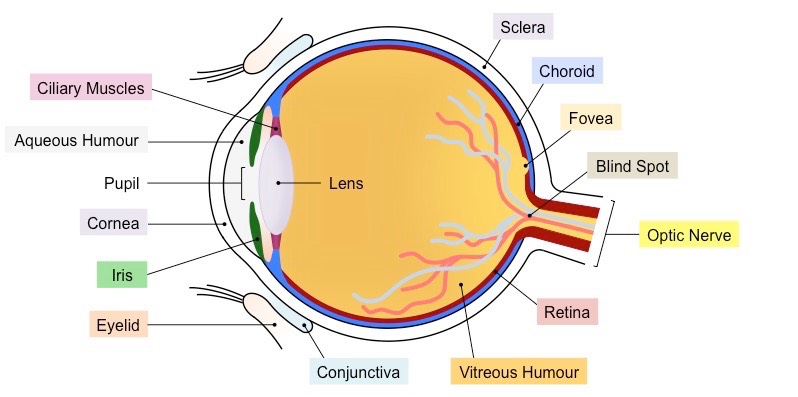 Sensory Structures | BioNinja