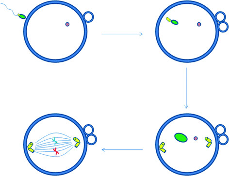 1 The process of syngamy. After sperm entry, the oocyte ...