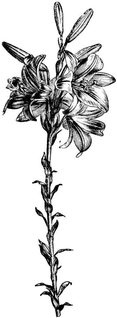 Lily Clipart Etc Pictures
