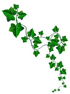Vines, Pictures and Ivy