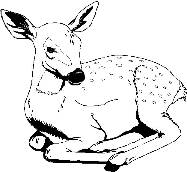 1000+ images about Templates | Coloring pages, Animal ...