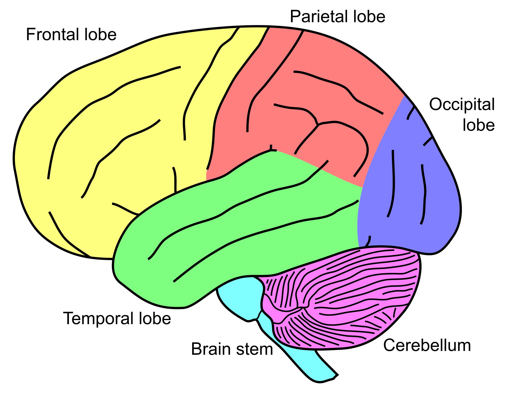 File:Gehirn, lateral - Lobi + Stammhirn + Cerebellum eng.svg ...