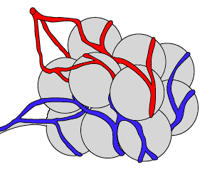 Alveoli Diagram - ClipArt Best