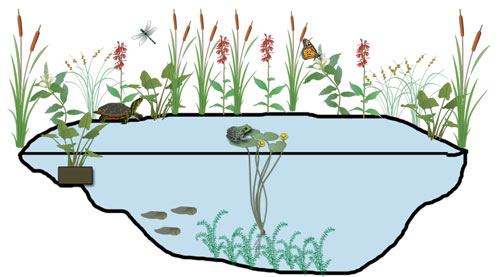 Backyard Ponds - Maryland's Wild Acres
